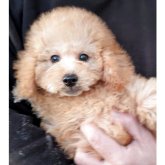 トイプードル(トイ)