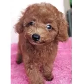トイプードル(トイ)
