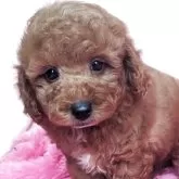 トイプードル(トイ)