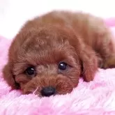 トイプードル(トイ)【静岡県・女の子・2025年9月17日・レッド】の写真3