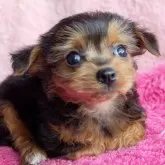 ミックス(トイプードル×ミックス)【静岡県・女の子・2025年11月26日・ブラックタン】の写真3