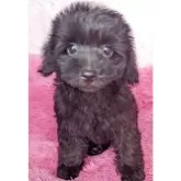 ヨープー(トイプードル×ヨークシャーテリア)【静岡県・男の子・2025年7月6日・ブラック】の写真7