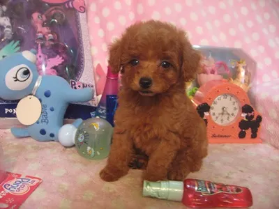 いちごママ 様のお迎えした子犬