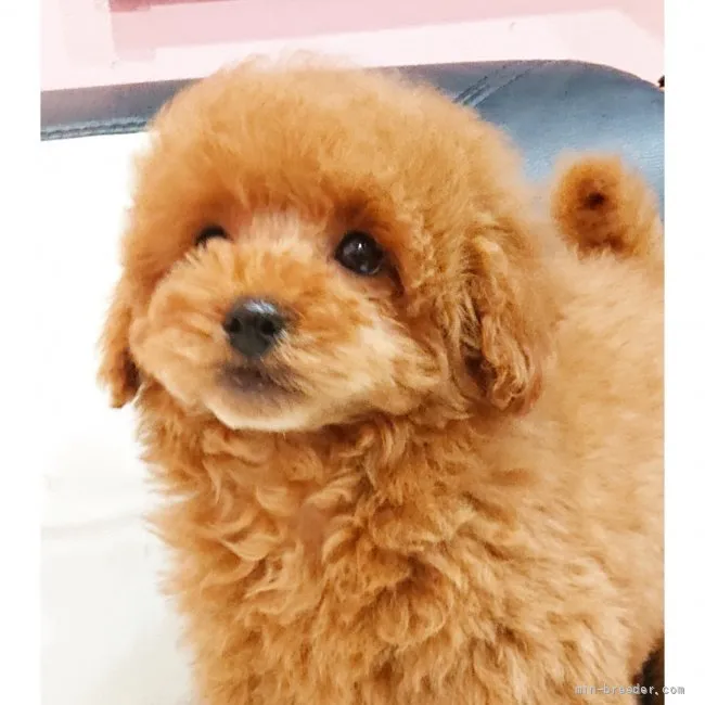 ID:2201-00102の子犬