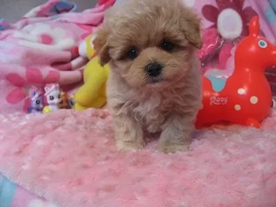 ID:1506-01159の子犬