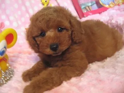 ID:1706-01114の子犬
