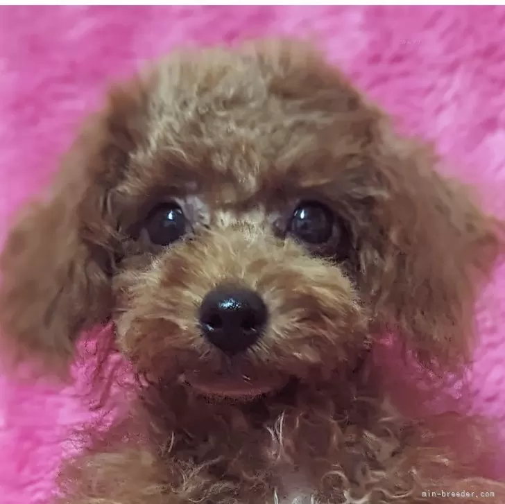 ID：2408-07776の子犬