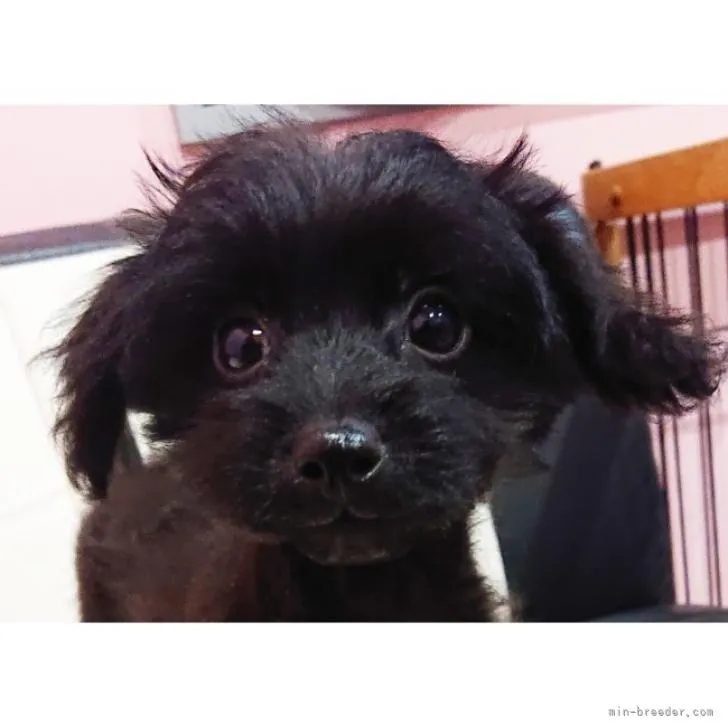 ID：2211-04481の子犬