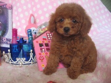 トイプードル(トイ)【静岡県・女の子・2016年7月17日・レッド】の写真「優しいお顔の女の子です」