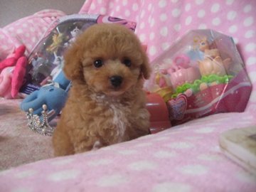 お父さん・・プードル お母さん・・チワワ【静岡県・女の子・2016年5月2日・クリーム&ホワイト】の写真「まんまるお目目が可愛い子です」