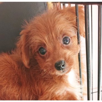 父・ヨーキー母・プードル【静岡県・女の子・2022年11月1日・レッド&ホワイト】の写真「まん丸お目目が可愛い女の子です」