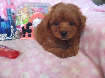 トイプードル(トイ)【静岡県・男の子・2016年7月3日・レッド】の写真「優しいお顔の男の子です」