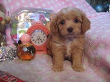 お父さんチワワ・・お母さん・・プードル【静岡県・男の子・2016年6月24日・クリーム&ホワイト】の写真「ドワーフ体系が可愛いです」