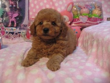 トイプードル(トイ)【静岡県・男の子・2016年1月15日・アプリコット】の写真「ドワーフ体系が可愛いです」