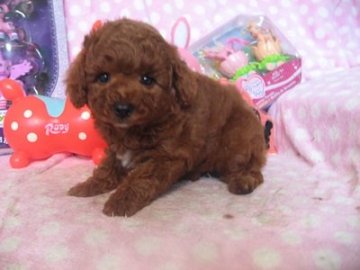 トイプードル(トイ)【静岡県・男の子・2016年3月20日・レッド】の写真「優しいお顔の男の子です」