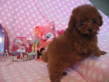 トイプードル(タイニー)【静岡県・女の子・2015年12月30日・レッド】の写真「小ぶりな子です」