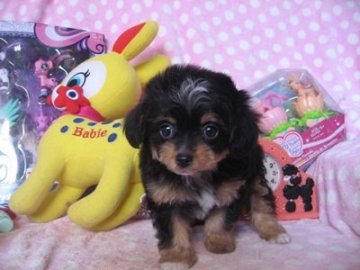 お父さん・・・チワワ お母さん・・・プードル【静岡県・女の子・2016年2月18日・ブラックタン&ホワイト】の写真「お目目くりくり美人さんです」