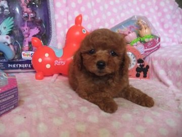 トイプードル(トイ)【静岡県・女の子・2016年3月9日・レッド】の写真「おっとりした子です」