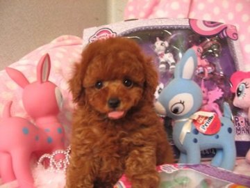 トイプードル(タイニー)【静岡県・男の子・2016年3月2日・レッド】の写真「まんまるお目目が可愛い小ぶりな子です」