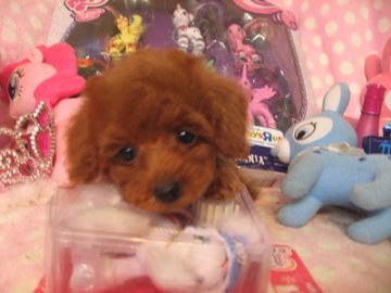 トイプードル(トイ)【静岡県・女の子・2016年6月22日・レッド】の写真「小ぶりな子です」