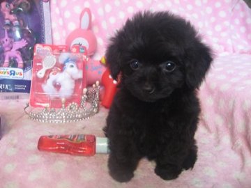 お父さん・・チワワ お母さん・・プードル【静岡県・女の子・2016年4月10日・ブラック】の写真「大きなお目目が可愛い子です」