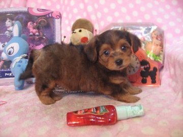 お父さん・・チワワ お母さん・・プードル【静岡県・女の子・2016年6月24日・マロンカラー】の写真「ドワーフ体系が可愛いです」