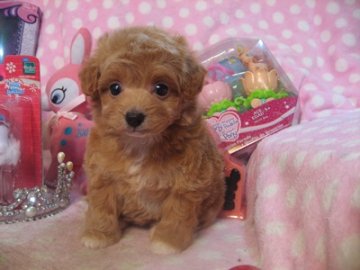 お父さん・・プードル お母さん・・チワワ【静岡県・女の子・2016年4月3日・クリーム&ホワイト】の写真「お目目くりくりです」