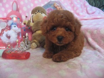 トイプードル(トイ)【静岡県・女の子・2016年5月7日・レッド】の写真「たれ目が可愛い子です」