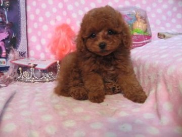 トイプードル(トイ)【静岡県・女の子・2016年1月8日・レッド】の写真「お目目ぱっちりです」