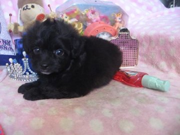 お父さん・・チワワ お母さん・・プードル【静岡県・男の子・2016年6月22日・ブラック】の写真「お目目ぱっちりです」