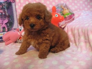 トイプードル(トイ)【静岡県・男の子・2016年1月25日・レッド】の写真「ドワーフ体系が可愛い子です」