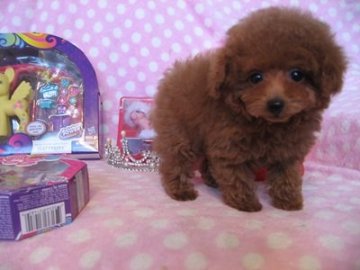 トイプードル(ティーカップ)【静岡県・女の子・2015年12月7日・レッド】の写真「小さい子です」