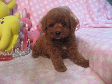 トイプードル(トイ)【静岡県・男の子・2016年5月7日・レッド】の写真「優しいお顔の男の子です」