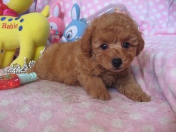 トイプードル(トイ)【静岡県・男の子・2016年5月4日・アプリコット】の写真「ドワーフ体系が可愛いです」