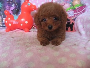 トイプードル(タイニー)【静岡県・女の子・2016年3月15日・レッド】の写真「小ぶりな子です」