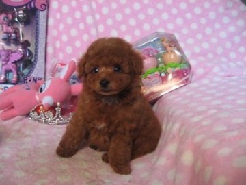 トイプードル(トイ)【静岡県・男の子・2016年1月25日・レッド】の写真「まんまるお目目が可愛いです」