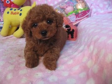 トイプードル(トイ)【静岡県・男の子・2016年3月9日・レッド】の写真「ドワーフ体系が可愛い子です」