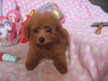 トイプードル(トイ)【静岡県・女の子・2016年3月15日・レッド】の写真「小ぶりな子です」