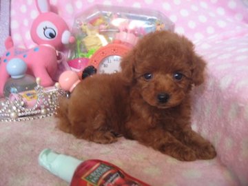 トイプードル(トイ)【静岡県・女の子・2016年6月22日・レッド】の写真「小ぶりな子です」