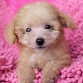 ヨープー(ヨークシャーテリア×トイプードル)【静岡県・男の子・2024年4月29日・アプリコット】の写真1