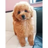 トイプードル(トイ)【静岡県・男の子・2023年2月8日・アプリコット】の写真2「4月30日撮影📷可愛く成長中です」