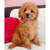 トイプードル(トイ)【静岡県・男の子・2023年2月8日・アプリコット】の写真3「4月30日撮影📷可愛く成長中です」