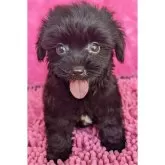 ヨープー(ヨークシャーテリア×トイプードル)【静岡県・男の子・2024年7月24日・ブラック&ホワイト】の写真8