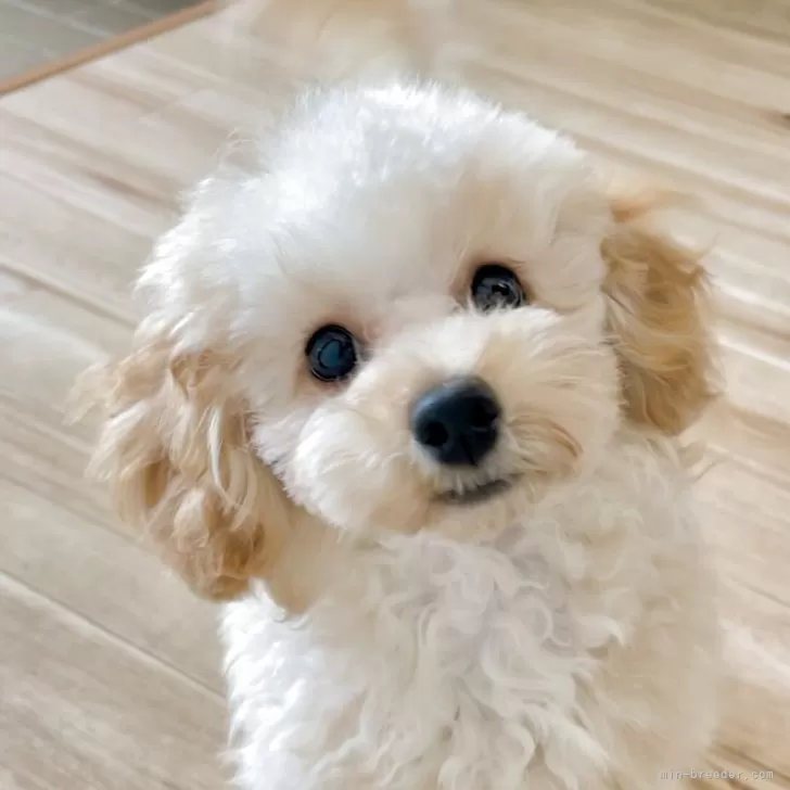 ID：2511-02747の子犬