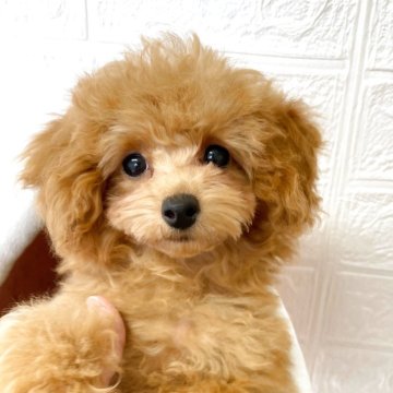 タイニープードル【福岡県・男の子・2025年7月25日・レッド・フォーン】の写真「丸い目の小顔で小柄の可愛い子♡」