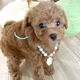 ティーカッププードル