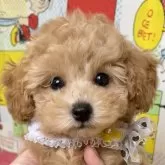 タイニープードル