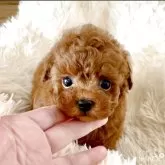 ティーカッププードル