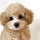 タイニープードル