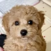 タイニープードル